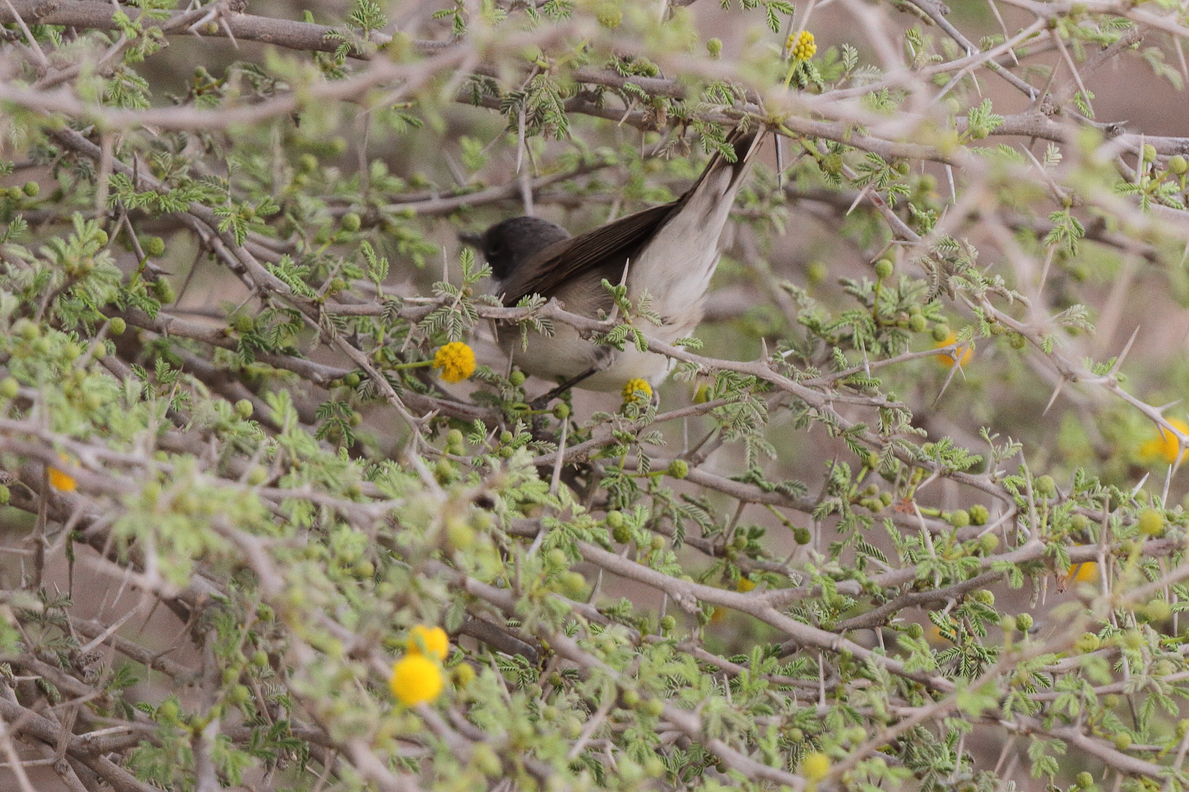 'Eastern' Lesser Whitethroat. Qatar, 20 March 2013 © Neil G. Morris.
