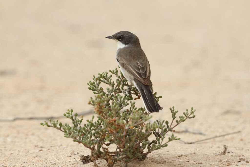 Lesser Whitethroat. Qatar, 06 April 2013 © Neil G. Morris.