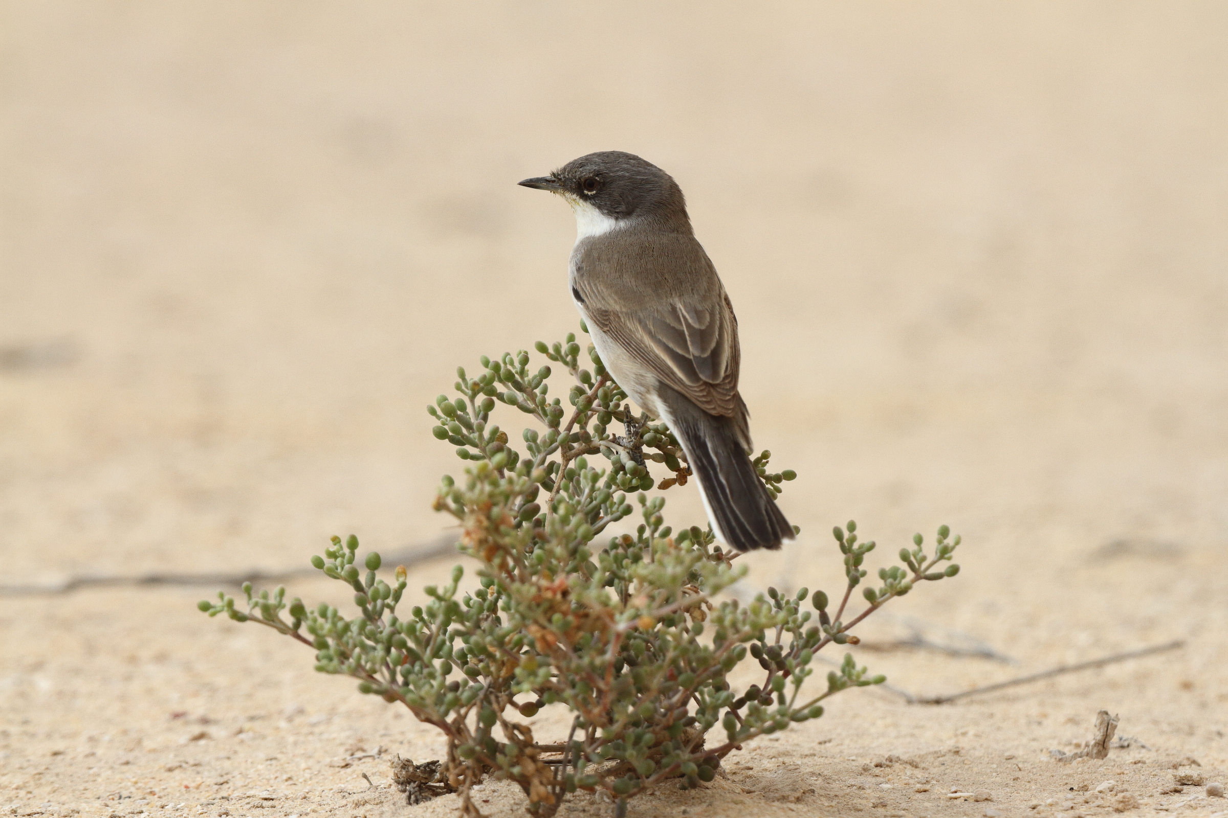 'Eastern' Lesser Whitethroat. Qatar, 06 April 2013 © Neil G. Morris.