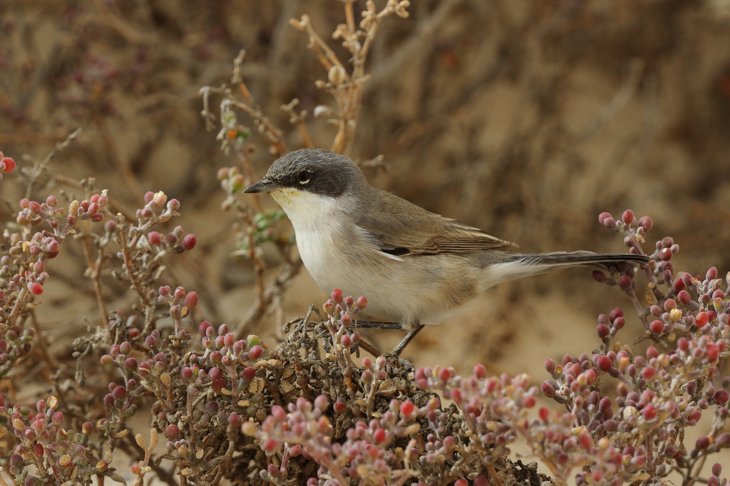 'Eastern' Lesser Whitethroat. Qatar, 06 April 2013 © Neil G. Morris.