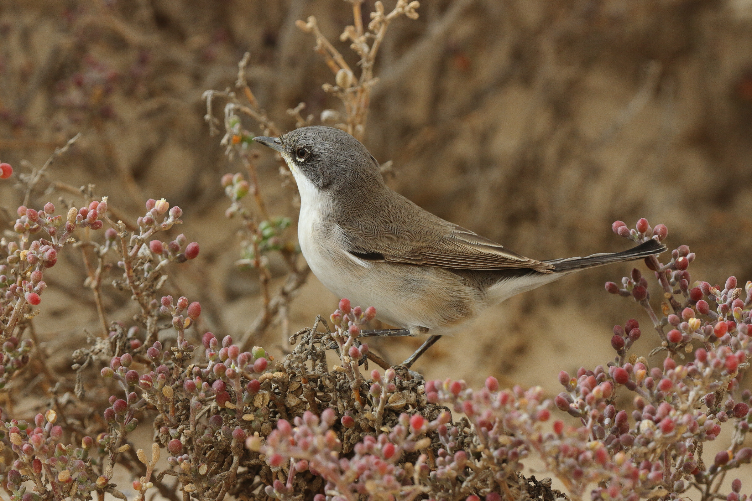 'Eastern' Lesser Whitethroat. Qatar, 06 April 2013 © Neil G. Morris.