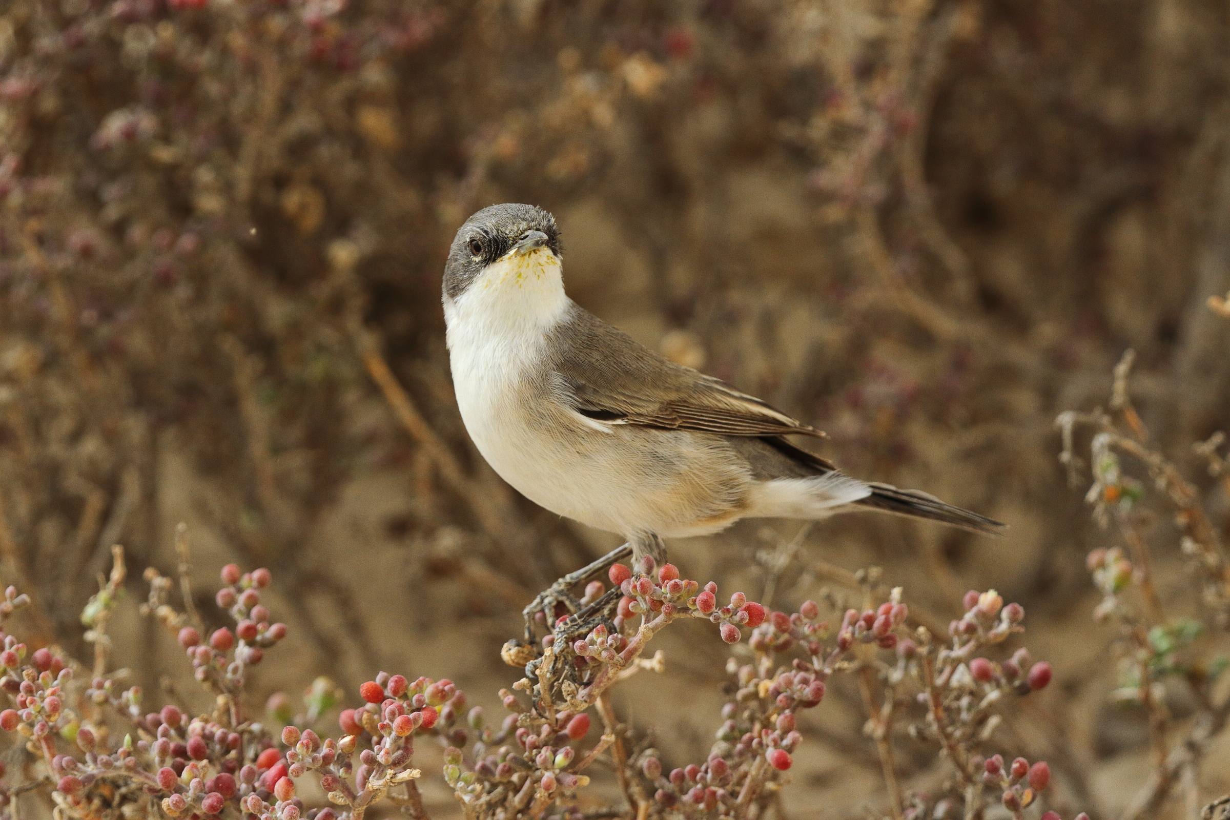 'Eastern' Lesser Whitethroat. Qatar, 06 April 2013 © Neil G. Morris.