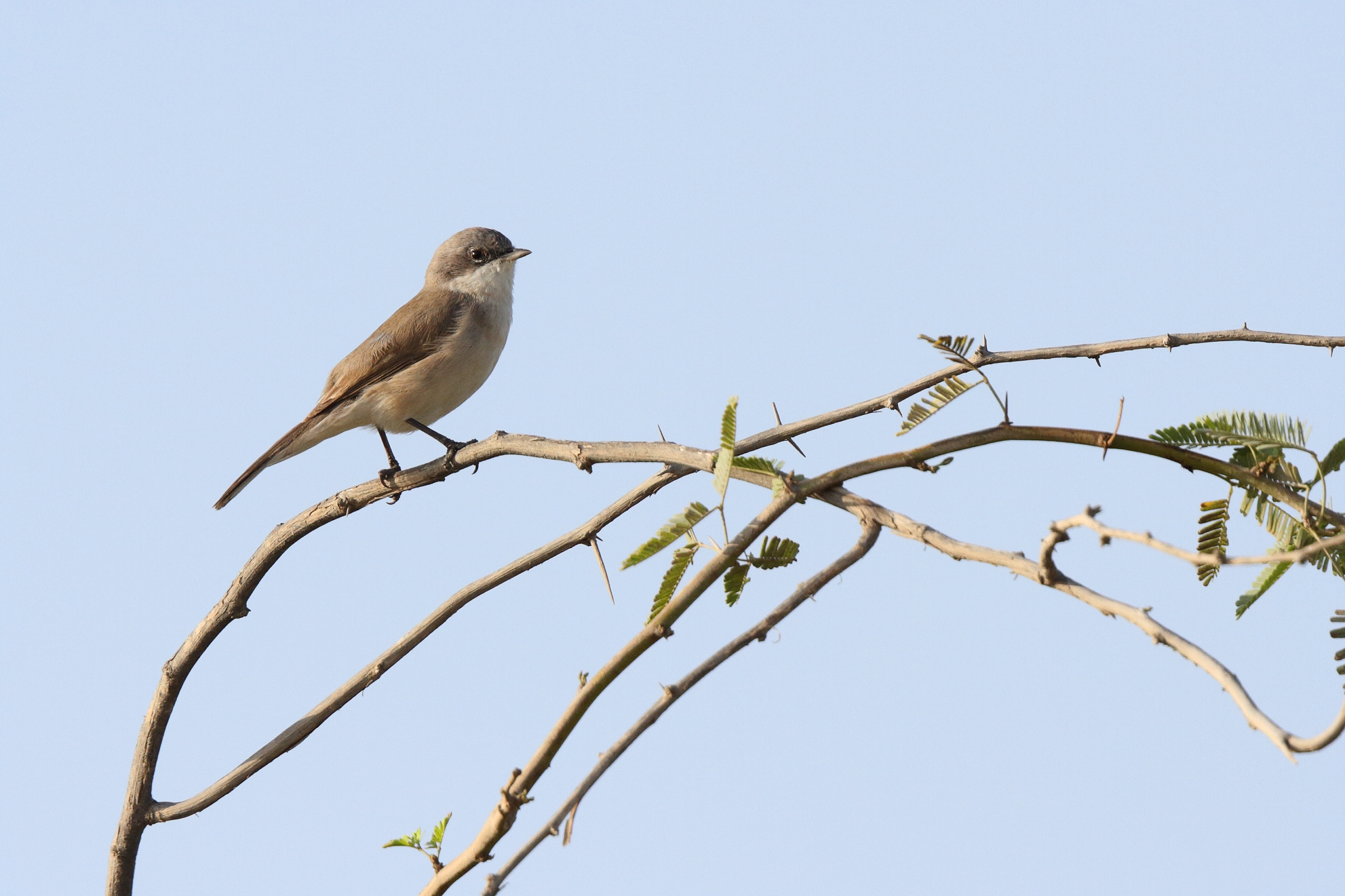 'Eastern' Lesser Whitethroat. Qatar, 04 November 2013 © Neil G. Morris.