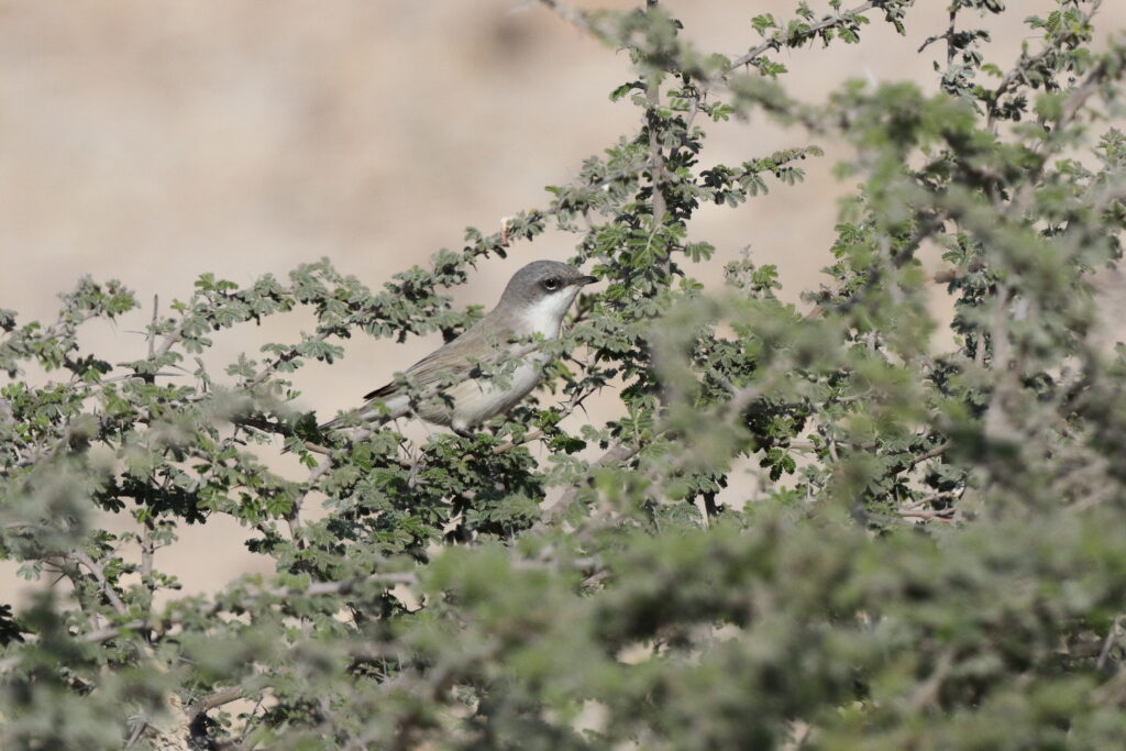 Lesser Whitethroat. Qatar, 23 February 2014 © Neil G. Morris.