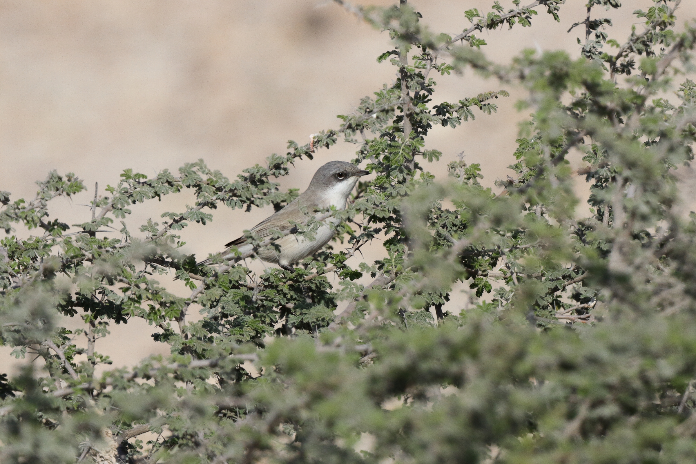 'Eastern' Lesser Whitethroat. Qatar, 23 February 2014 © Neil G. Morris.