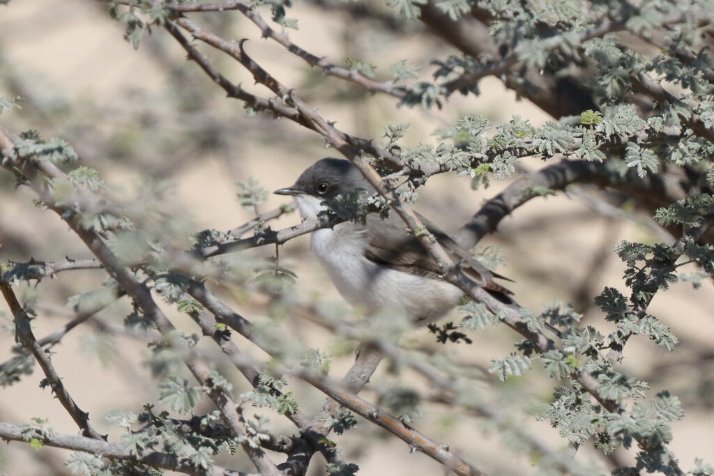 Lesser Whitethroat. Qatar, 17 March 2014 © Neil G. Morris.