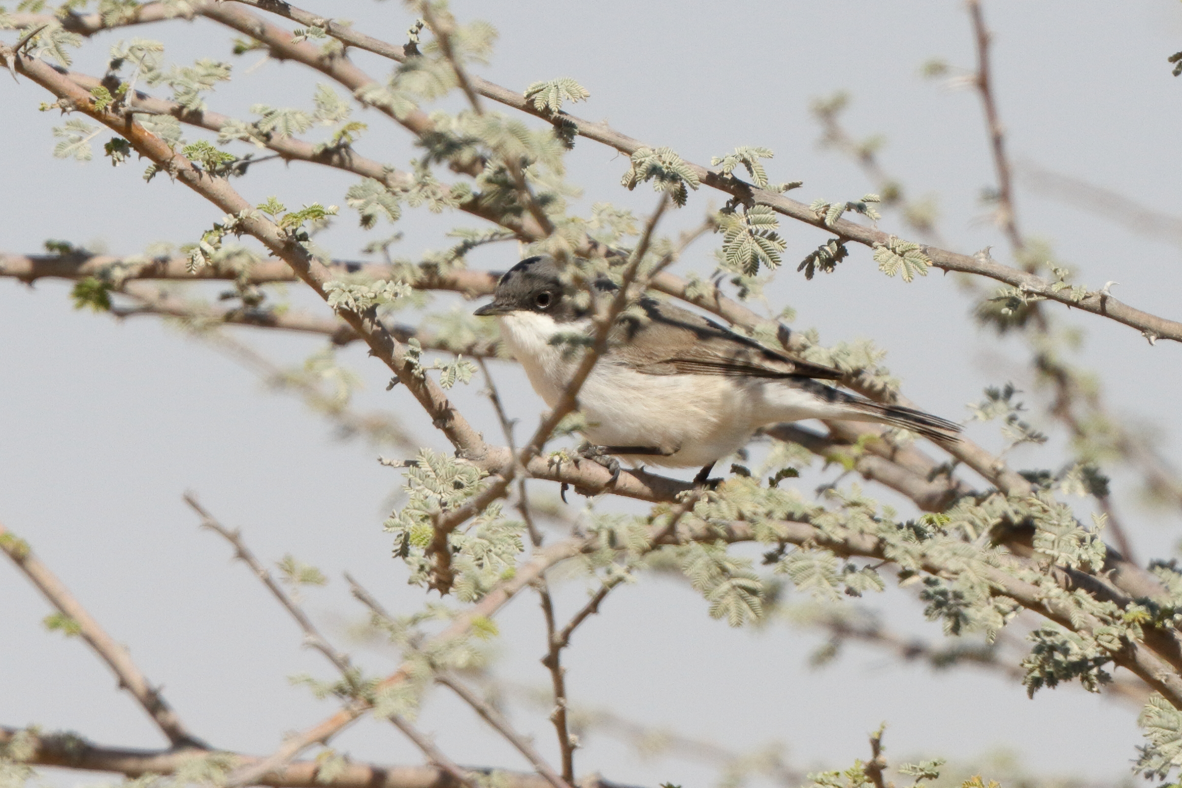 'Eastern' Lesser Whitethroat. Qatar, 17 March 2014 © Neil G. Morris.