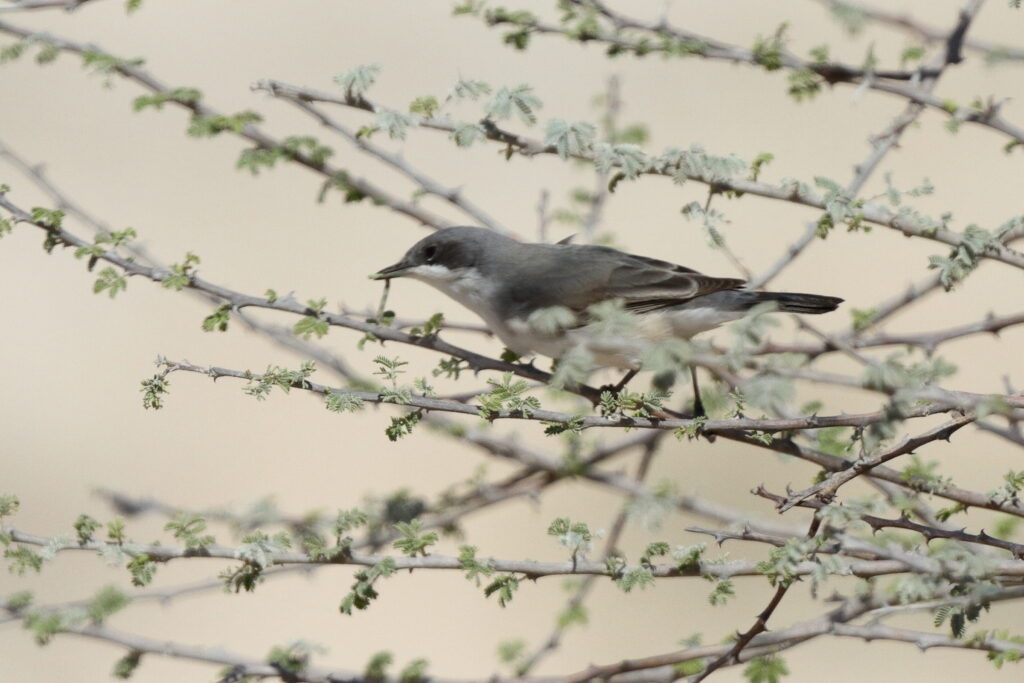 Lesser Whitethroat. Qatar, 17 March 2014 © Neil G. Morris.