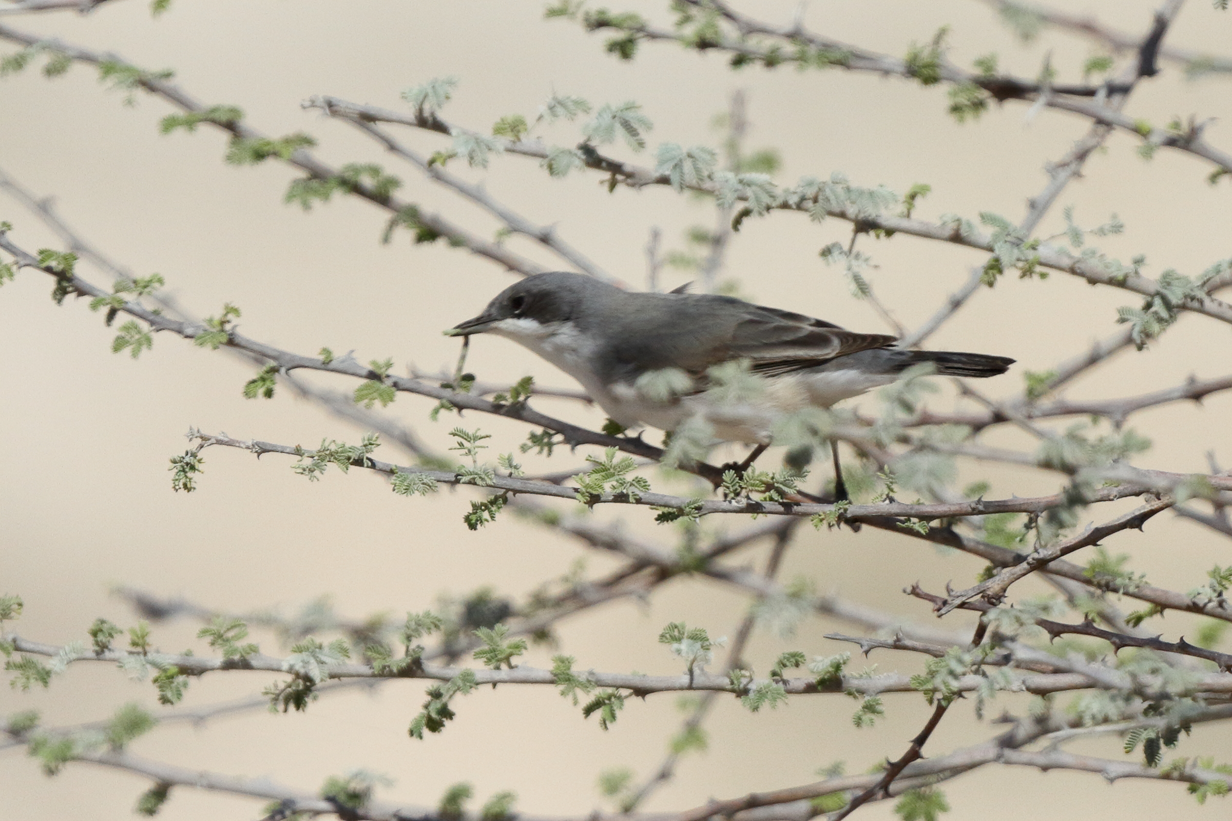 'Eastern' Lesser Whitethroat. Qatar, 17 March 2014 © Neil G. Morris.