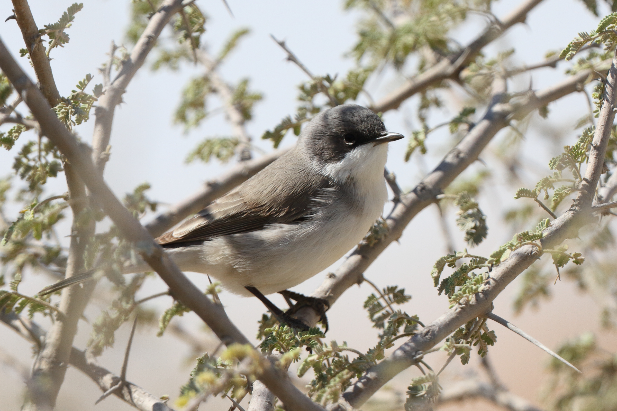 'Eastern' Lesser Whitethroat. Qatar, 17 March 2014 © Neil G. Morris.