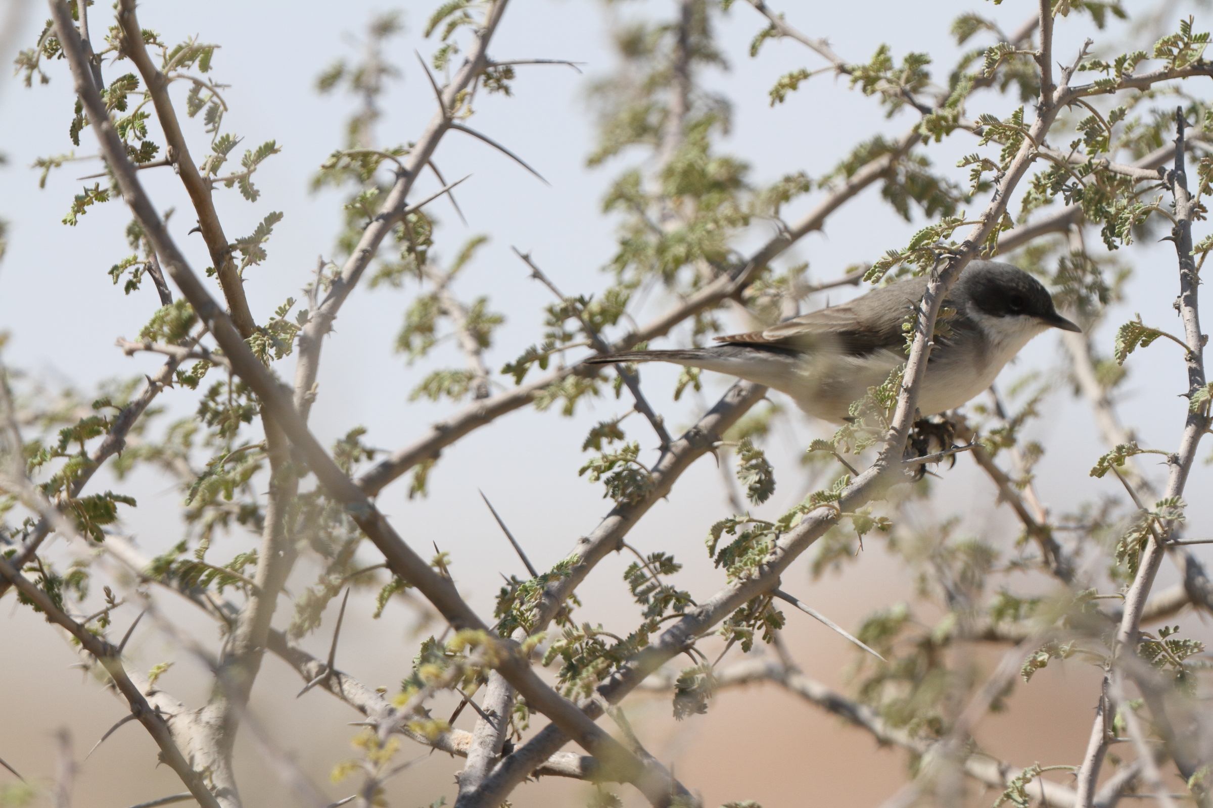 'Eastern' Lesser Whitethroat. Qatar, 17 March 2014 © Neil G. Morris.