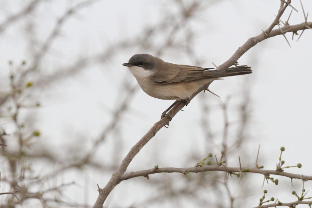 Lesser Whitethroat. Qatar, 20 March 2014 © Neil G. Morris.