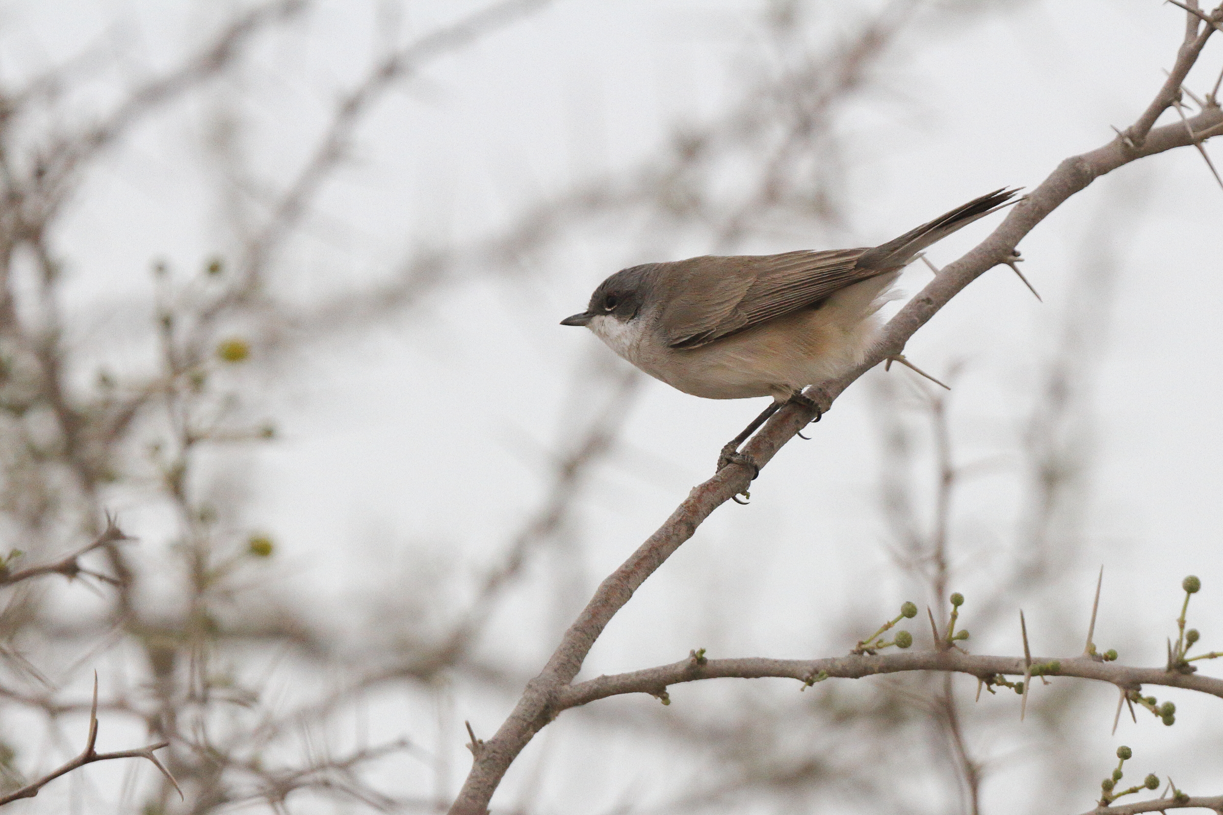 'Eastern' Lesser Whitethroat. Qatar, 20 March 2013 © Neil G. Morris.