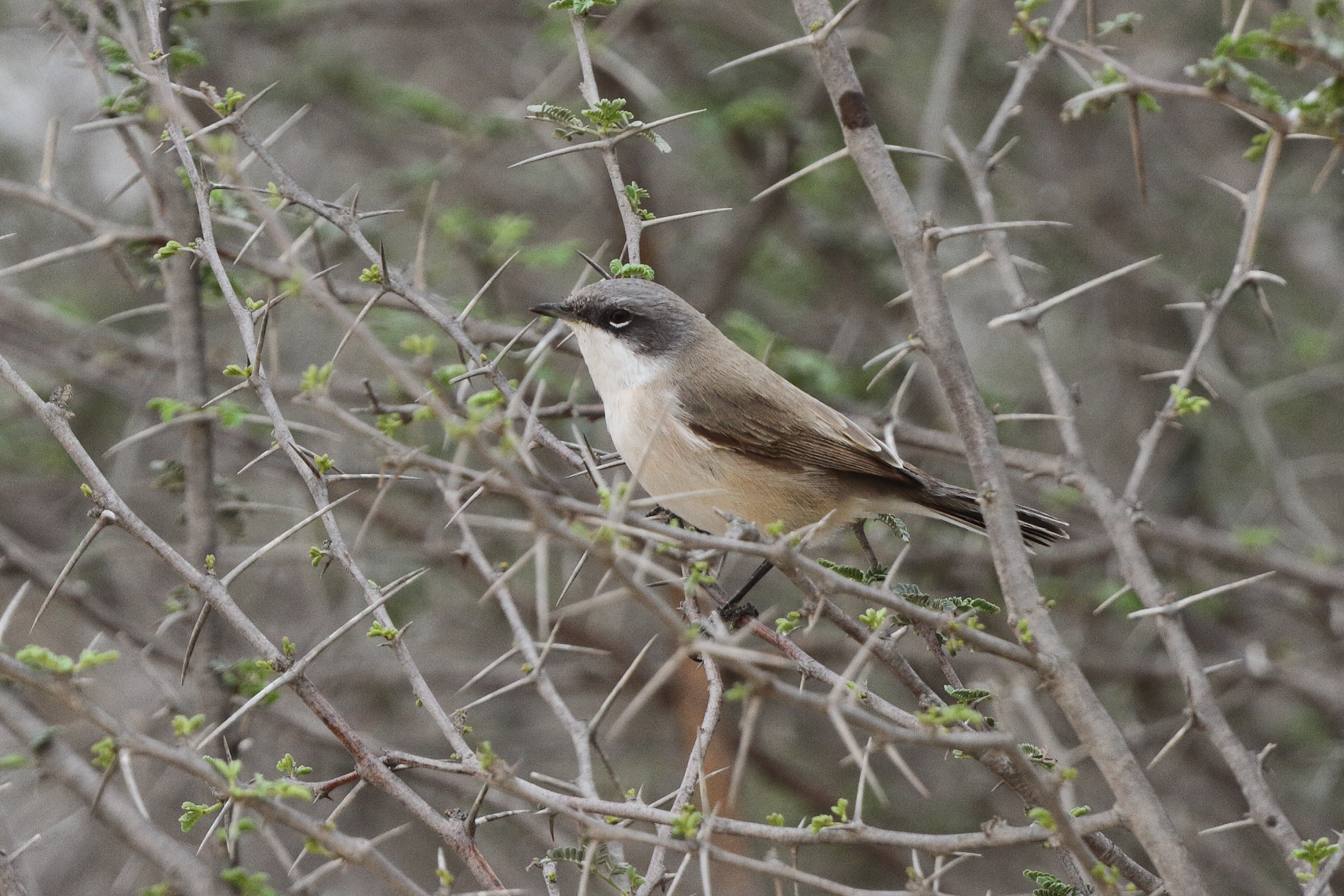 'Eastern' Lesser Whitethroat. Qatar, 22 March 2014 © Neil G. Morris.