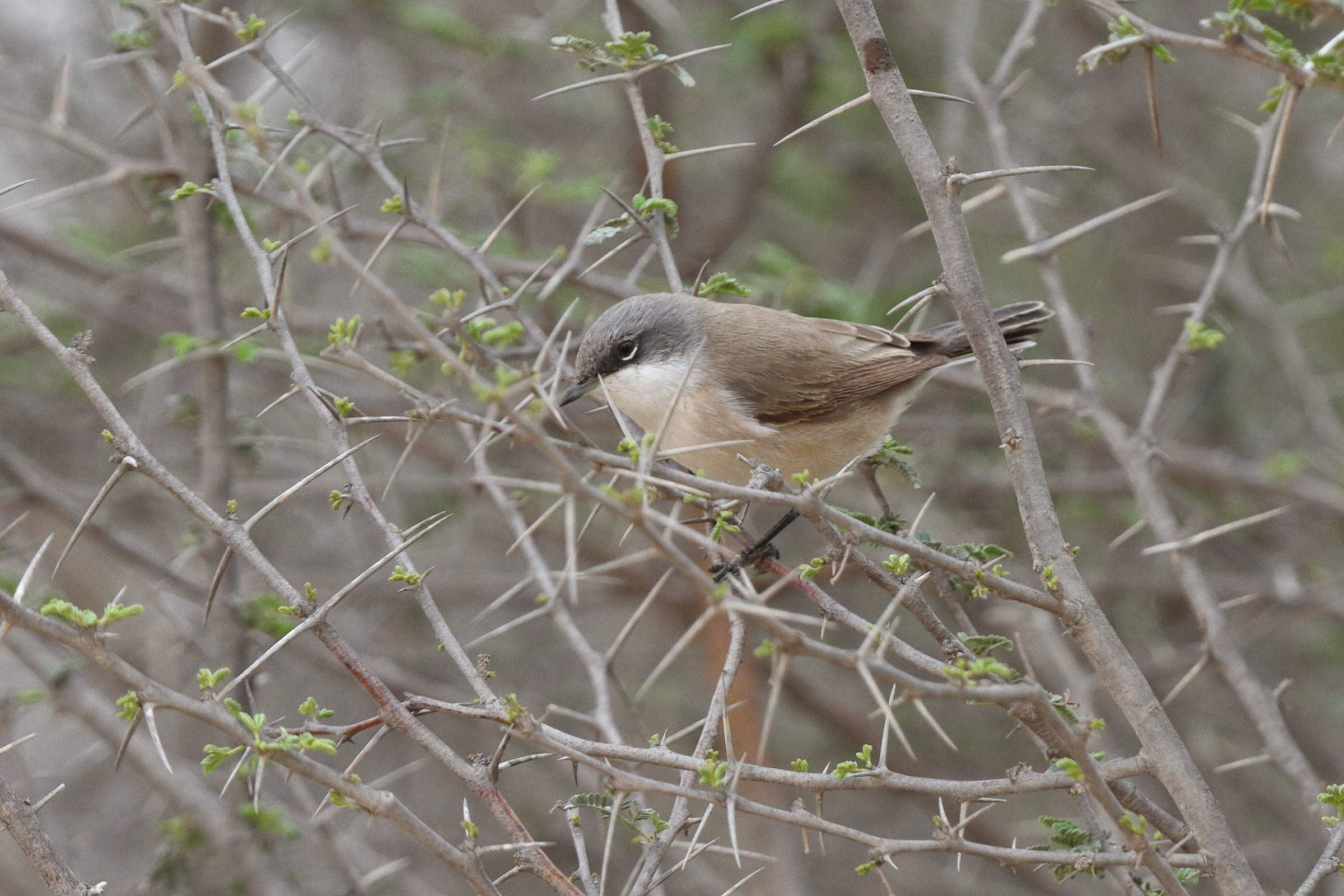 'Eastern' Lesser Whitethroat. Qatar, 22 March 2014 © Neil G. Morris.