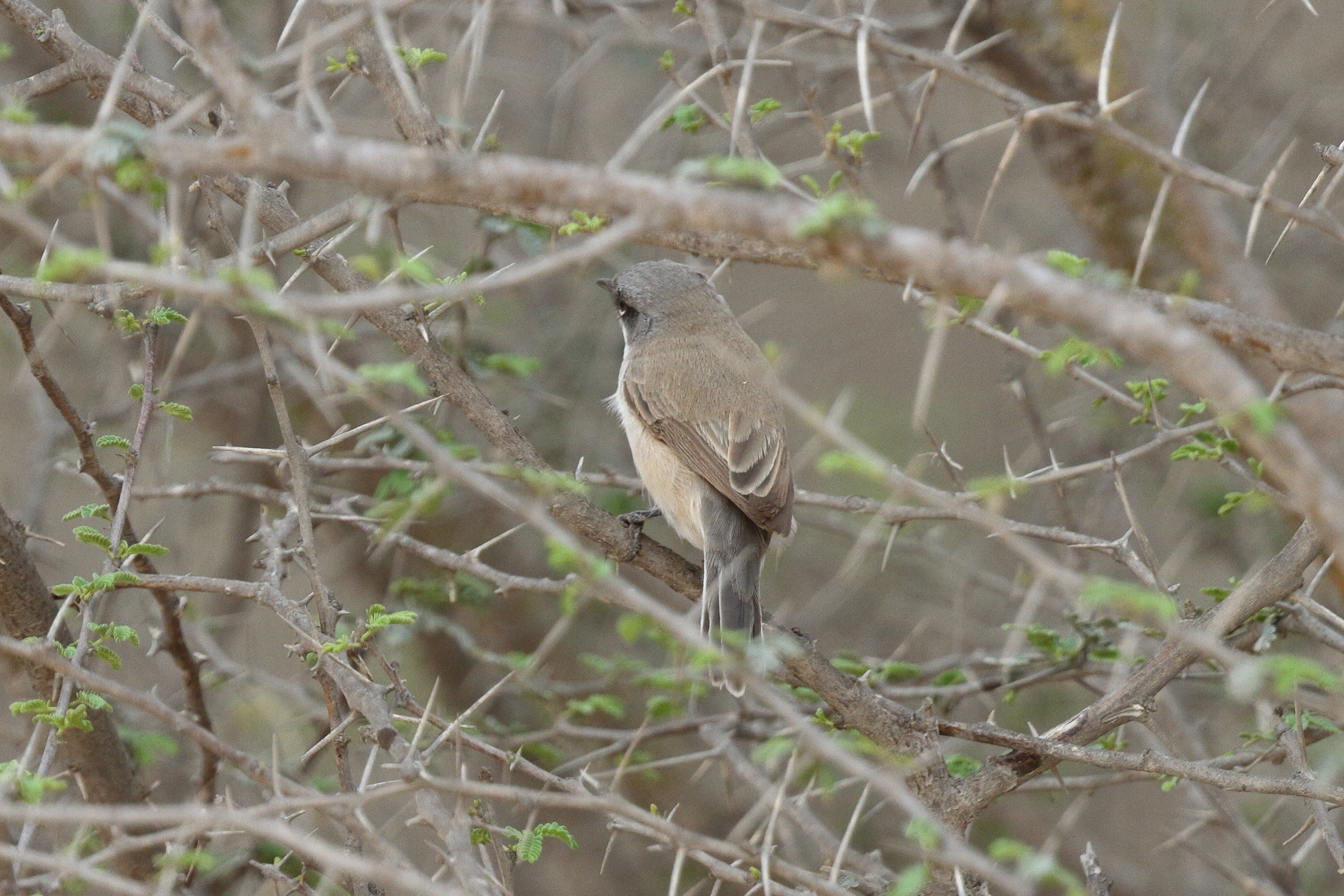 'Eastern' Lesser Whitethroat. Qatar, 22 March 2014 © Neil G. Morris.