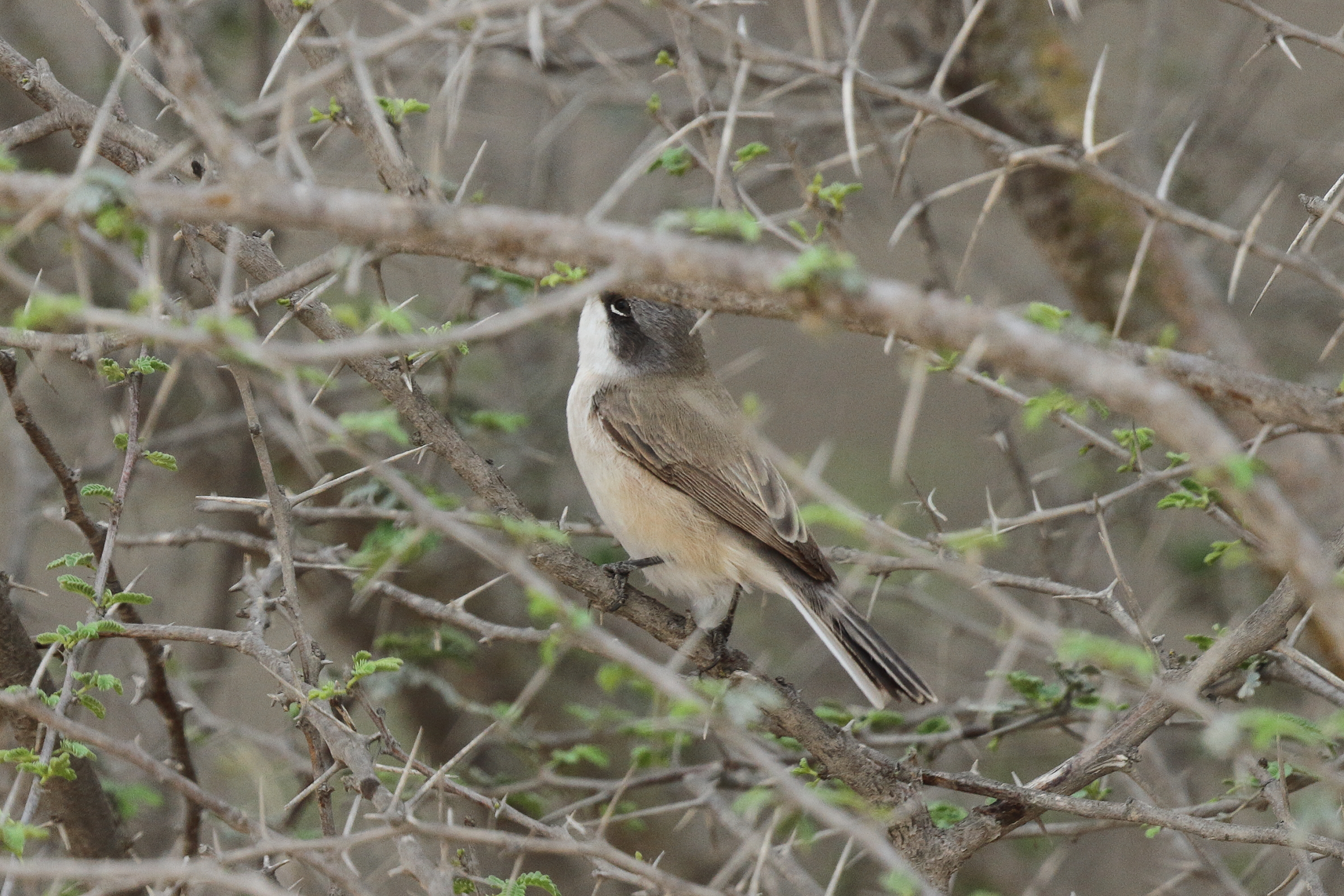 'Eastern' Lesser Whitethroat. Qatar, 22 March 2014 © Neil G. Morris.