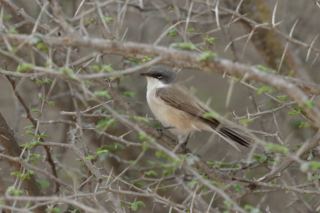Lesser Whitethroat. Qatar, 22 March 2014 © Neil G. Morris.