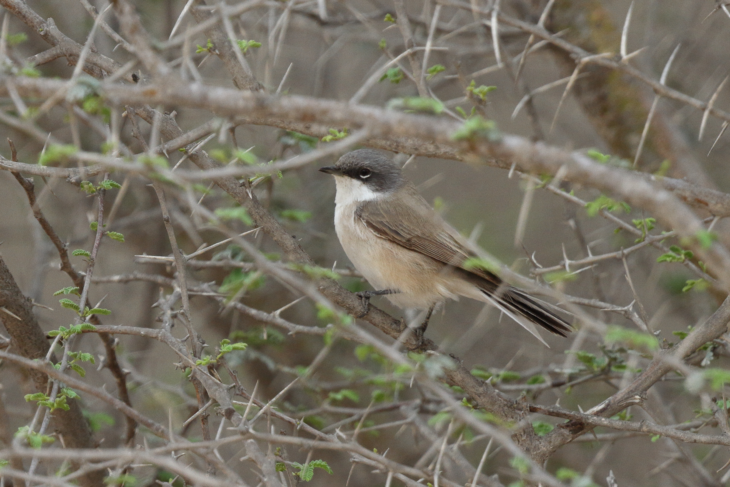 'Eastern' Lesser Whitethroat. Qatar, 22 March 2014 © Neil G. Morris.