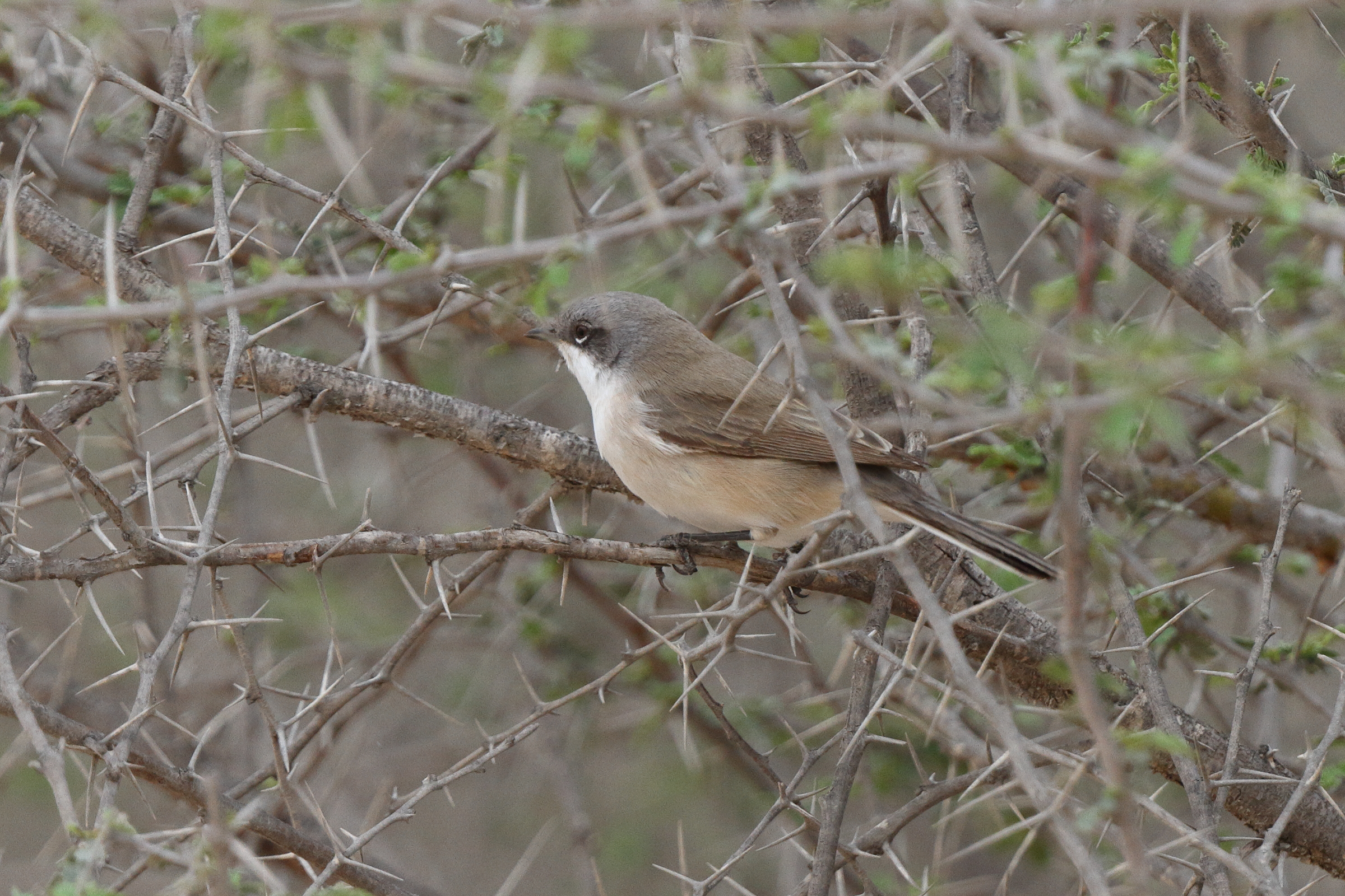 'Eastern' Lesser Whitethroat. Qatar, 22 March 2014 © Neil G. Morris.