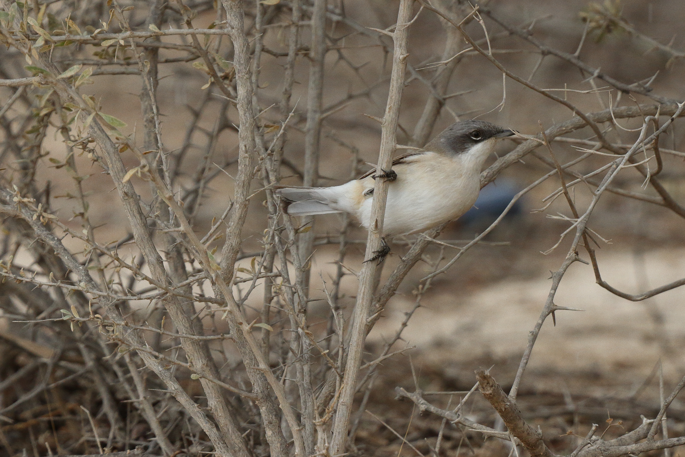 'Eastern' Lesser Whitethroat. Qatar, 22 March 2014 © Neil G. Morris.