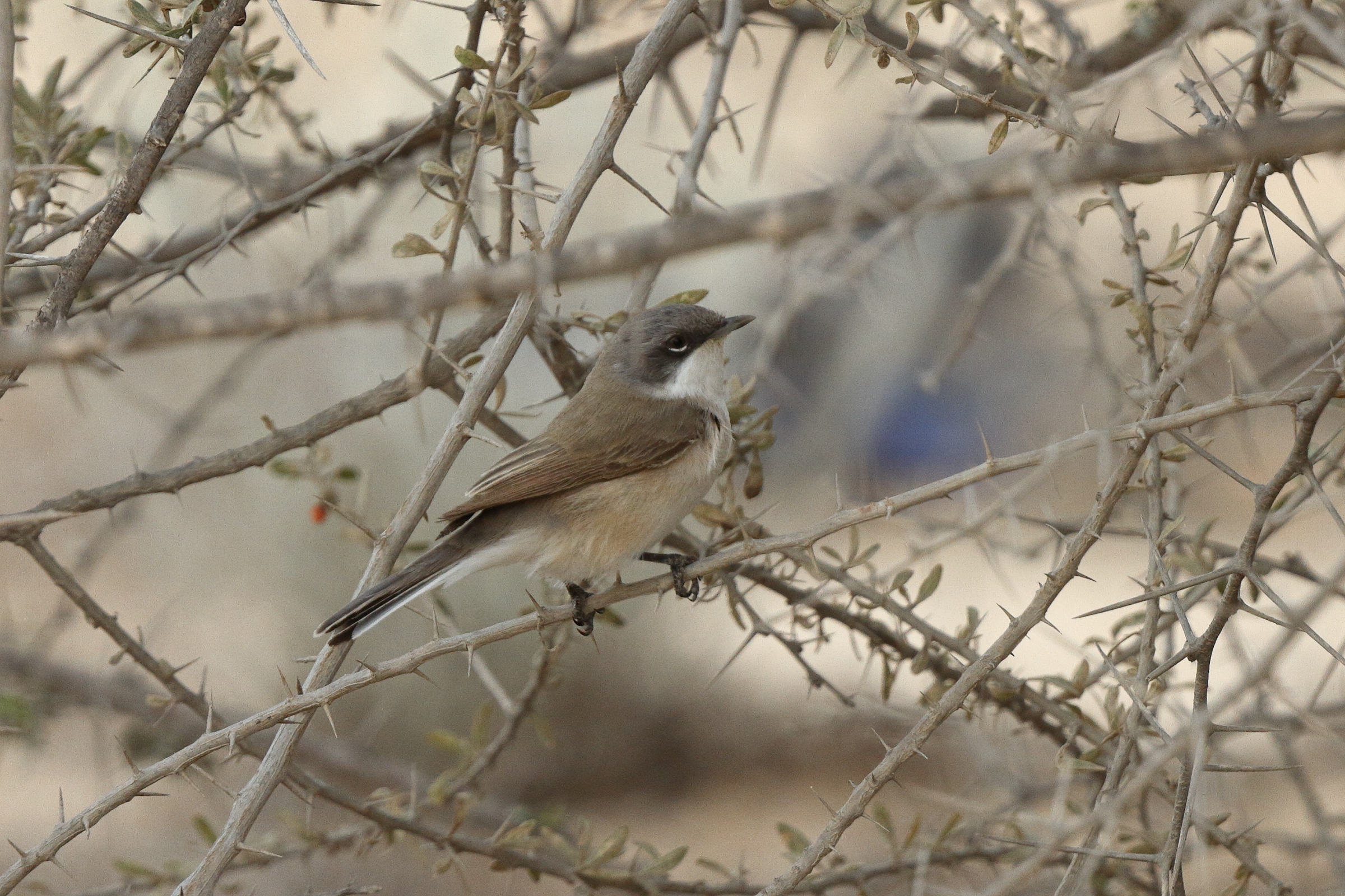 'Eastern' Lesser Whitethroat. Qatar, 22 March 2014 © Neil G. Morris.