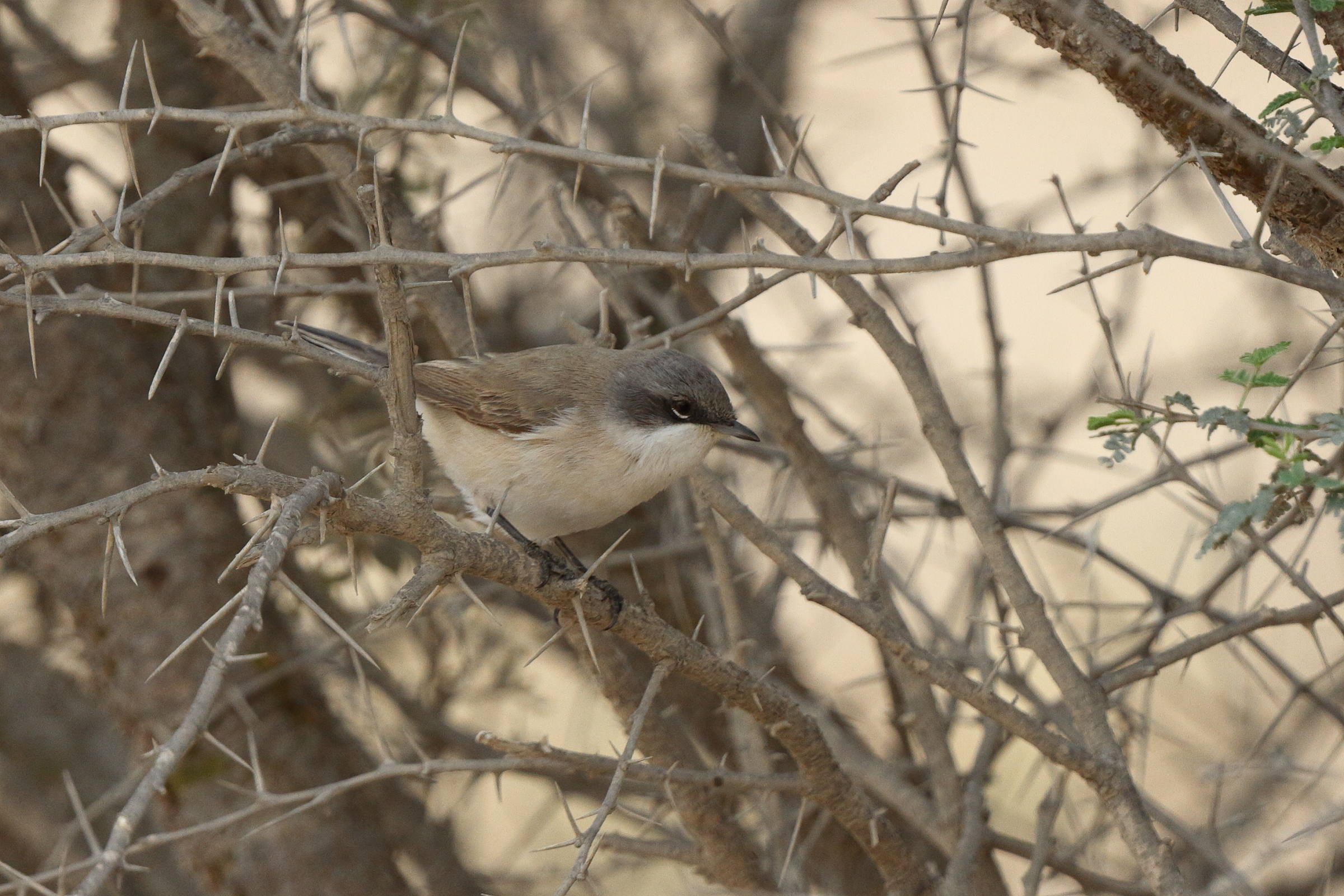 'Eastern' Lesser Whitethroat. Qatar, 22 March 2014 © Neil G. Morris.