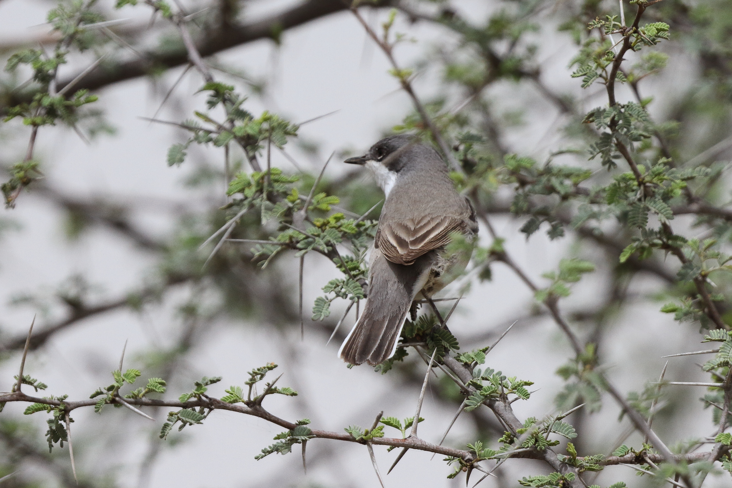 Hume's Whitethroat. Qatar, 03 April 2014 © Neil G. Morris.