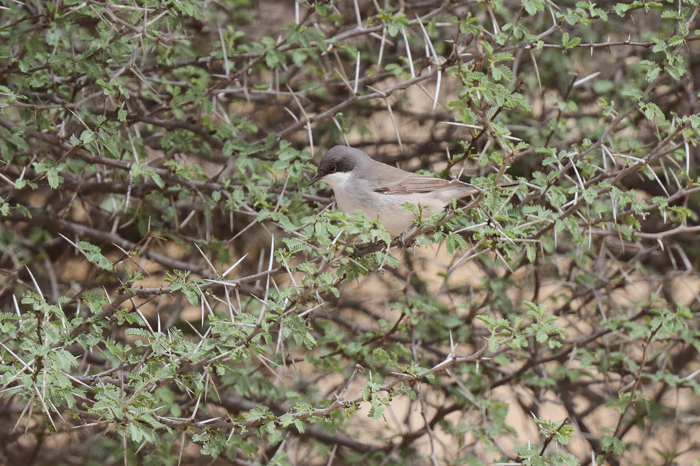 'Eastern' Lesser Whitethroat. Qatar, 03 April 2014 © Neil G. Morris.