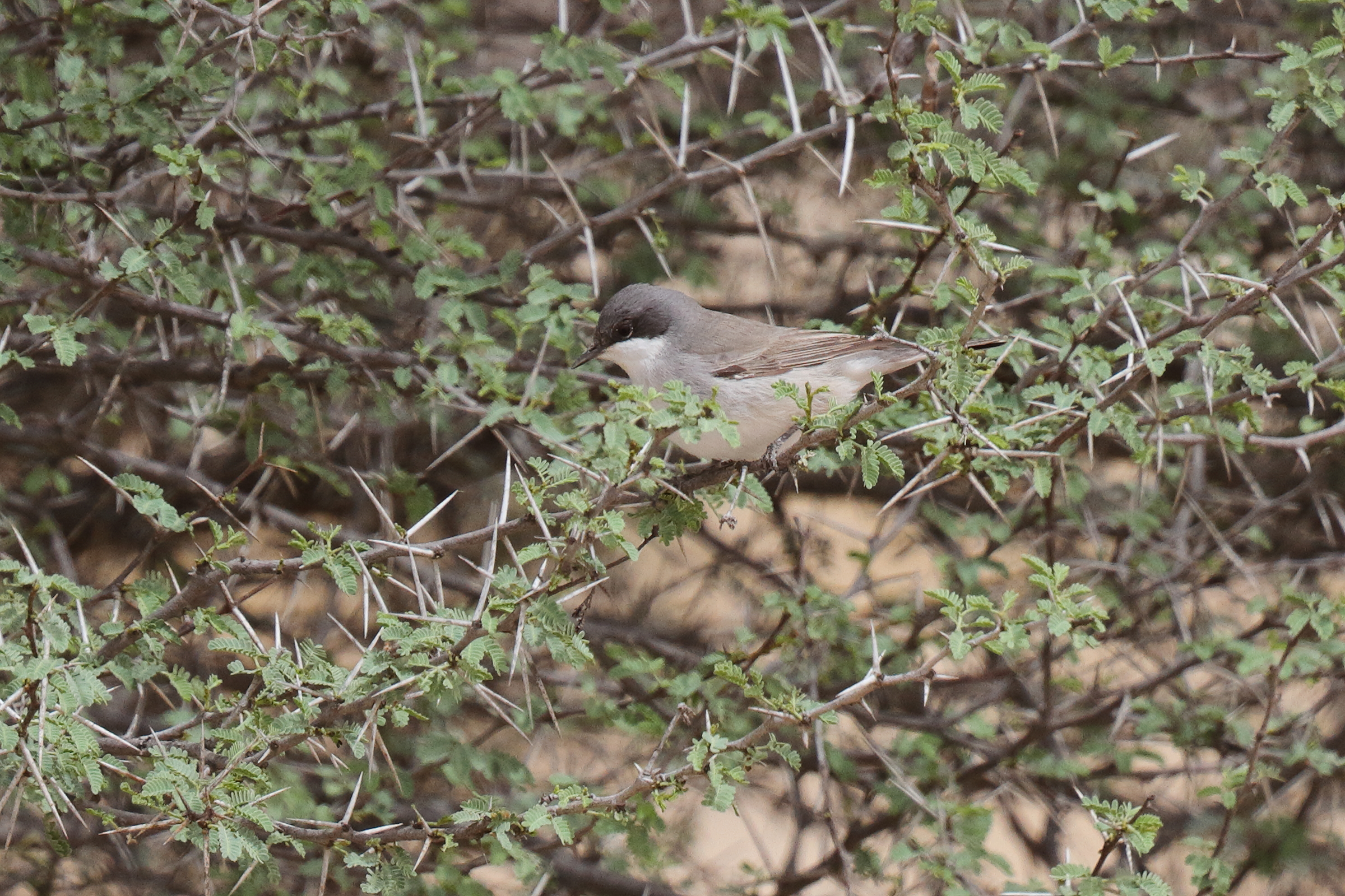 'Eastern' Lesser Whitethroat. Qatar, 03 April 2014 © Neil G. Morris.