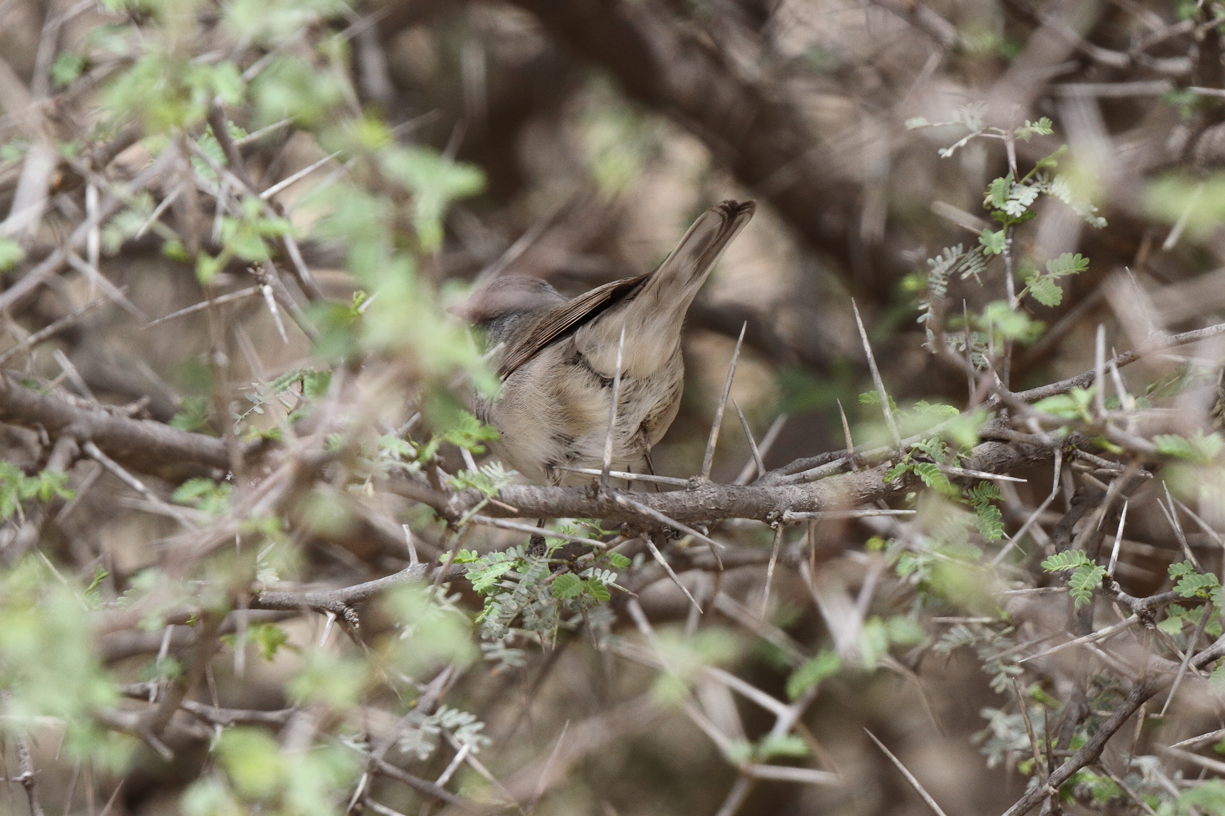'Eastern' Lesser Whitethroat. Qatar, 03 April 2014 © Neil G. Morris.