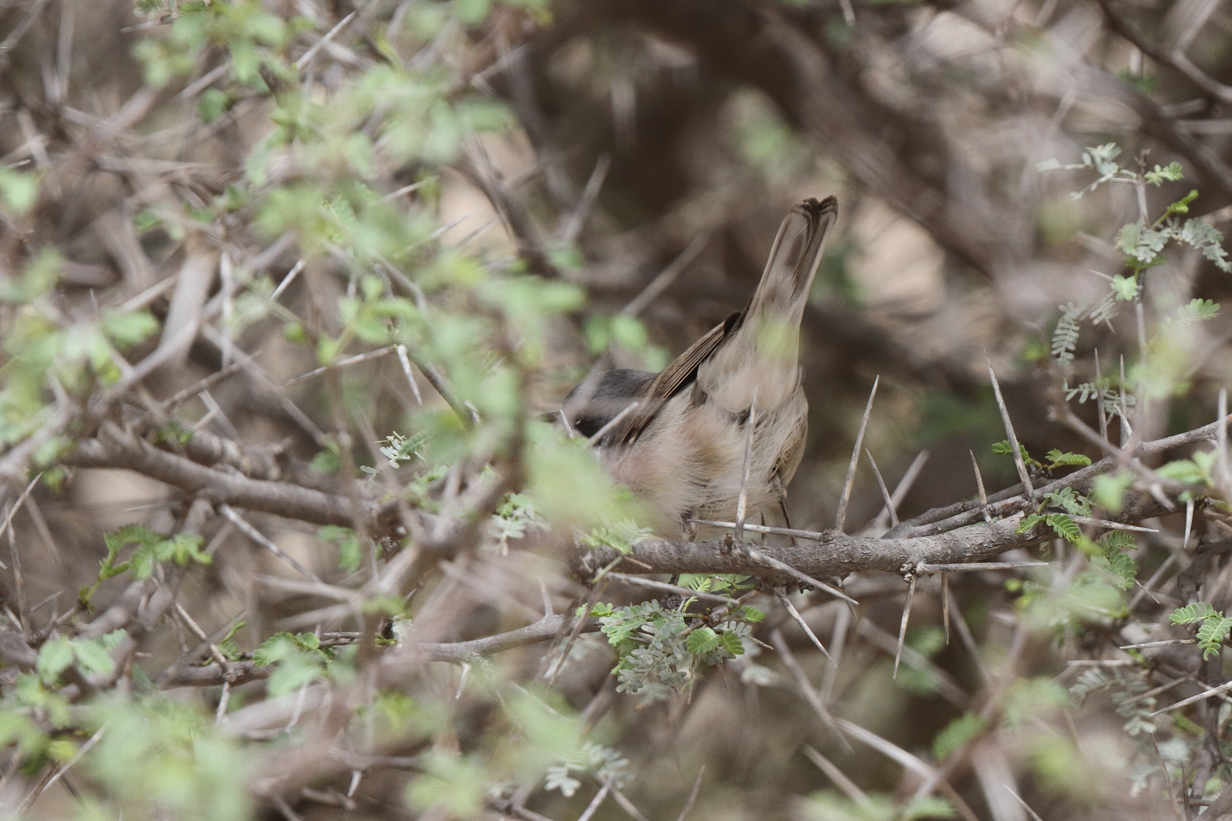 'Eastern' Lesser Whitethroat. Qatar, 03 April 2014 © Neil G. Morris.
