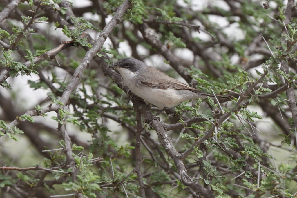 Lesser Whitethroat. Qatar, 03 April 2014 © Neil G. Morris.