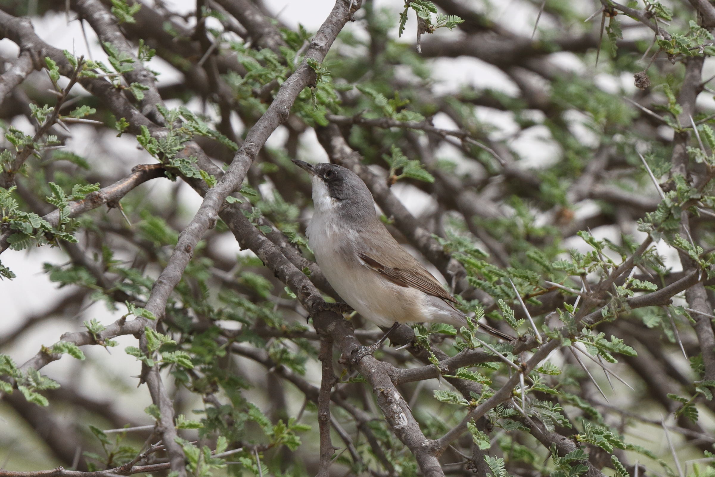 'Eastern' Lesser Whitethroat. Qatar, 03 April 2014 © Neil G. Morris.