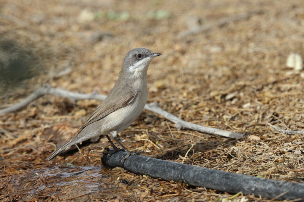 Lesser Whitethroat. Qatar, 06 April 2013 © Neil G. Morris.