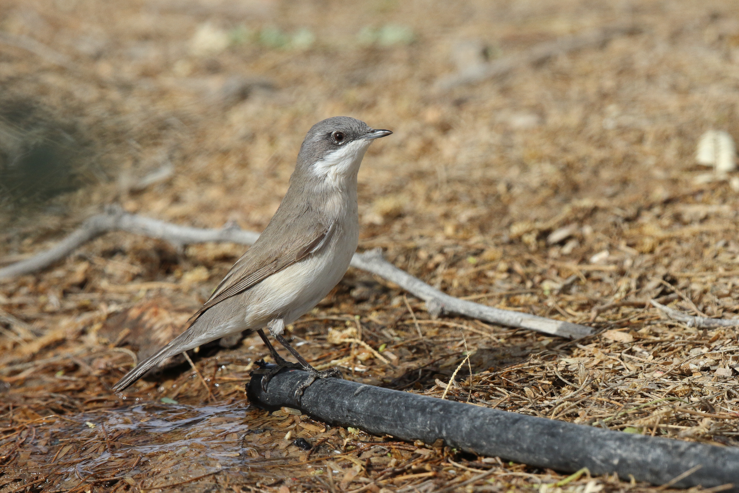 Lesser Whitethroat. Qatar, 06 April 2013 © Neil G. Morris.