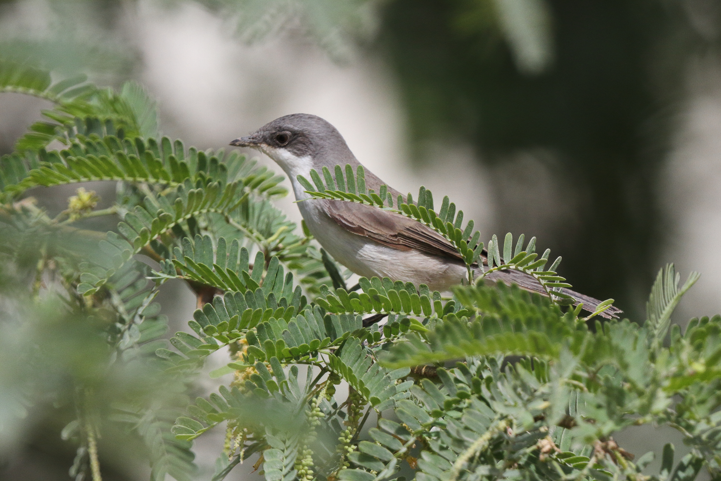 Lesser Whitethroat. Qatar, 01 May 2014 © Neil G. Morris.