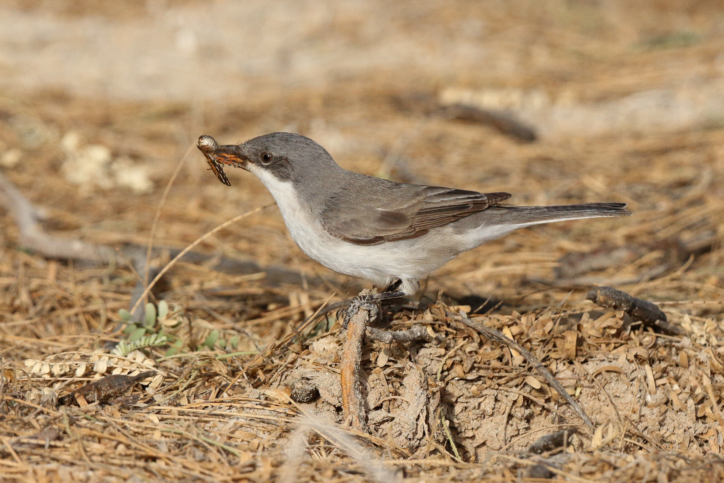 Lesser Whitethroat. Qatar, 01 May 2014 © Neil G. Morris.