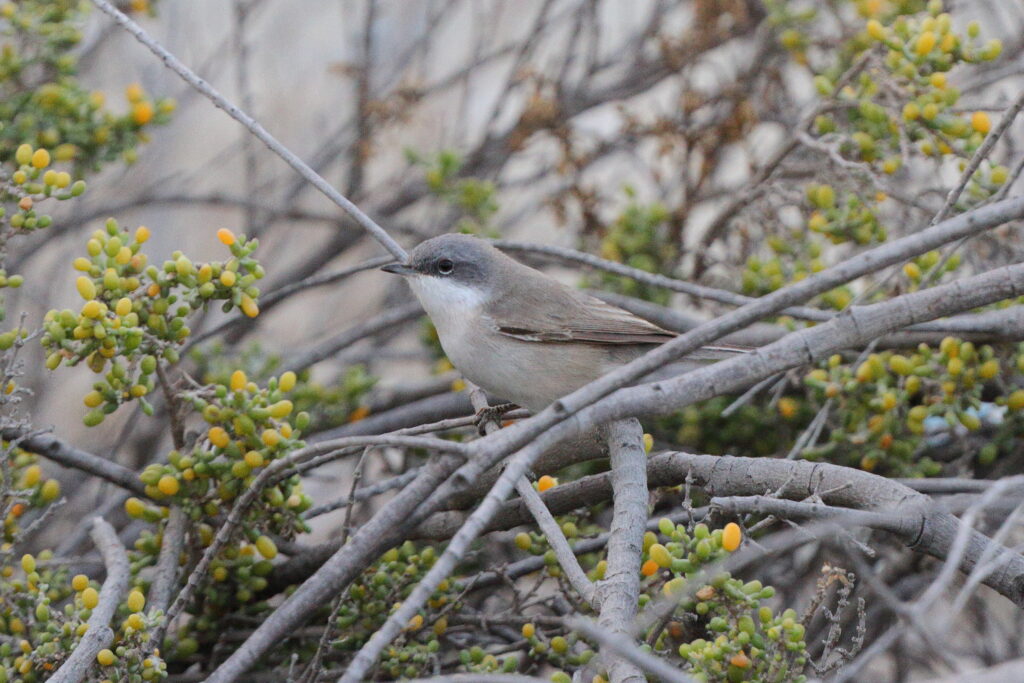 Lesser Whitethroat. Qatar, 01 April 2014 © Neil G. Morris.