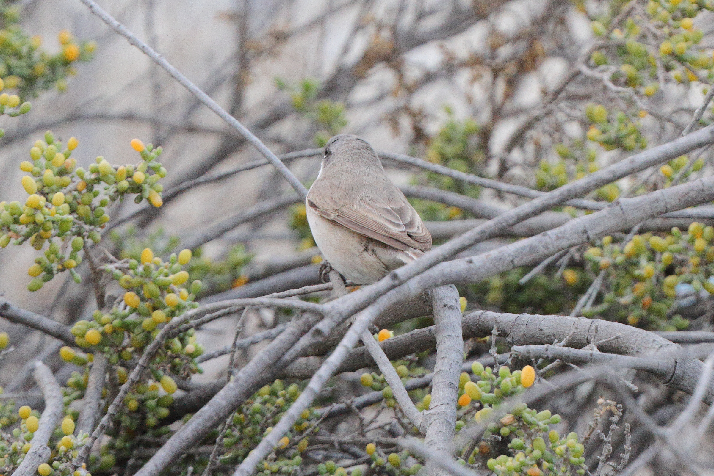 'Eastern' Lesser Whitethroat. Qatar, 01 April 2014 © Neil G. Morris.