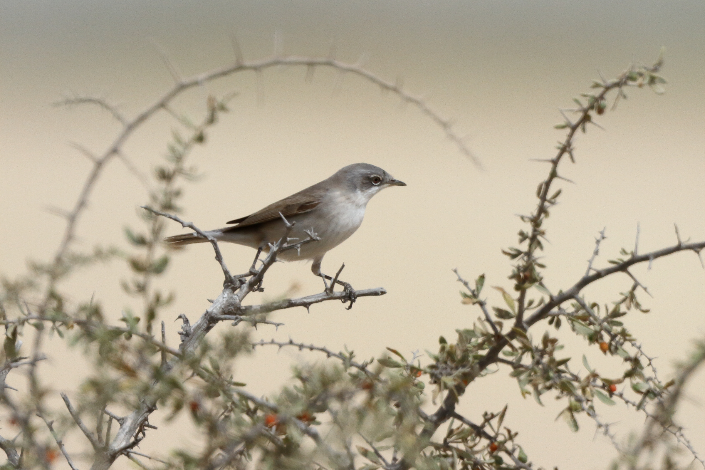 'Eastern' Lesser Whitethroat. Qatar, 02 April 2014 © Neil G. Morris.