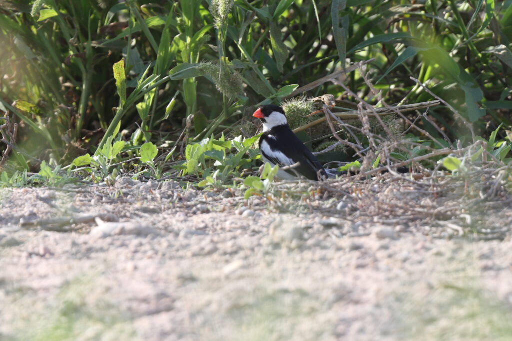 Pin-tailed Whydah. Qatar, 12 November 2013 © Neil G. Morris.