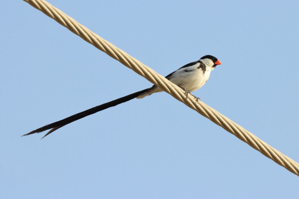Pin-tailed Whydah. Qatar, 14 November 2013 © Neil G. Morris.