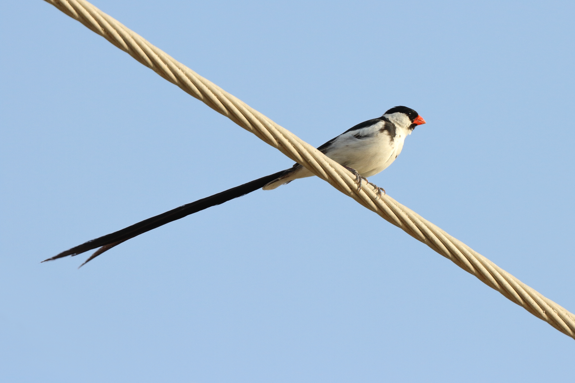 Pin-tailed Whydah. Qatar, 14 November 2013 © Neil G. Morris.