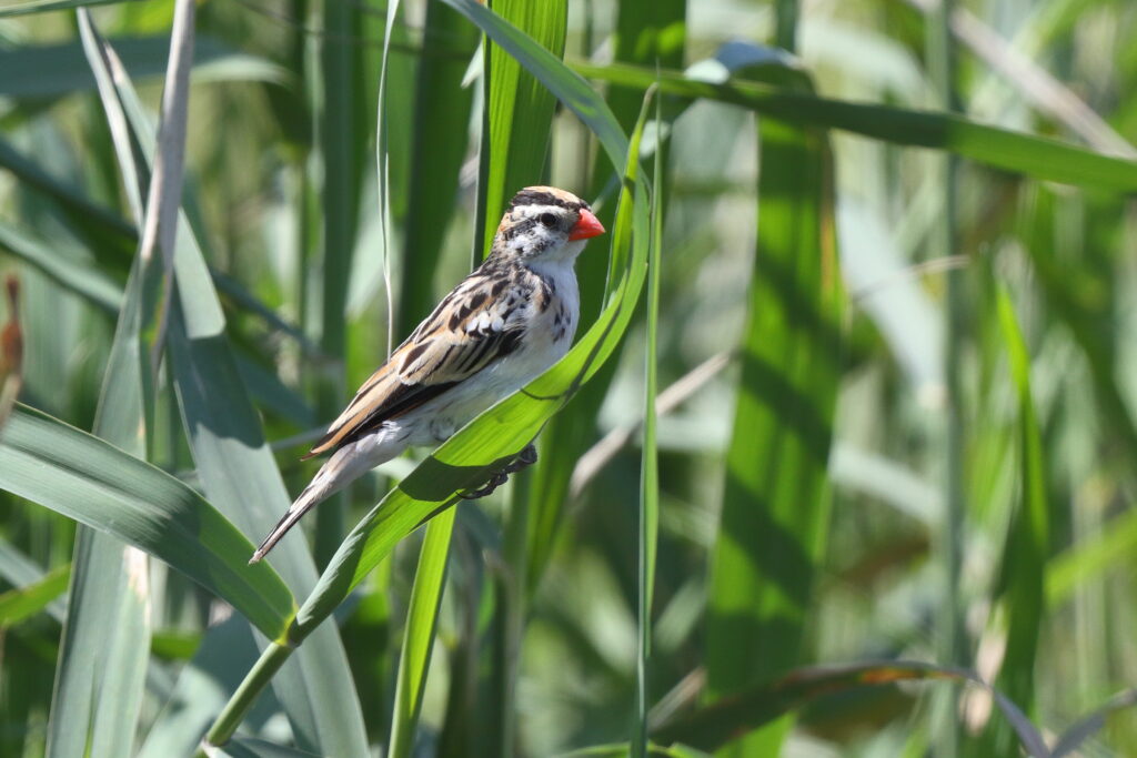 Pin-tailed Whydah. Qatar, 18 March 2014 © Neil G. Morris.