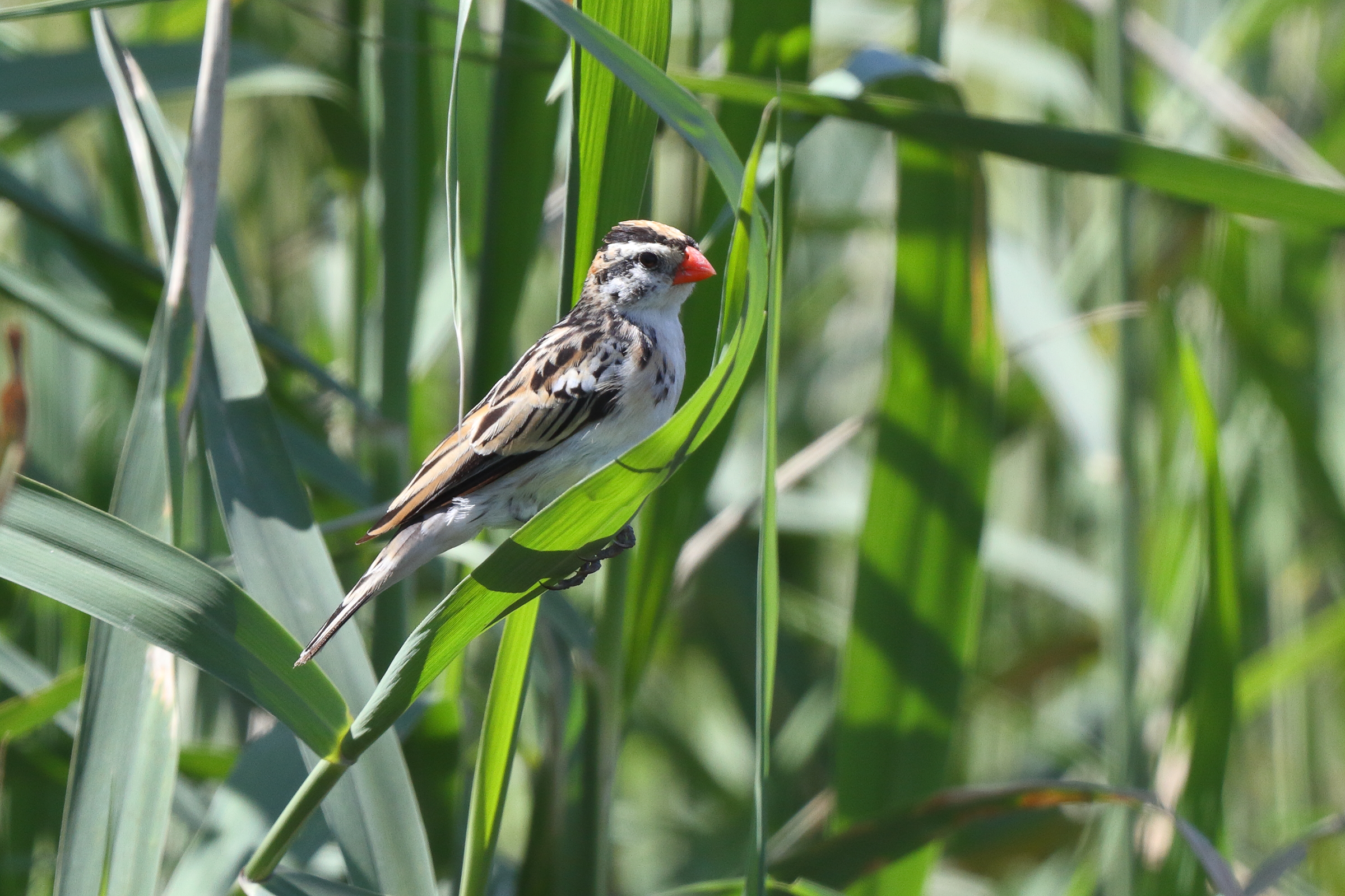Pin-tailed Whydah. Qatar, 18 March 2014 © Neil G. Morris.