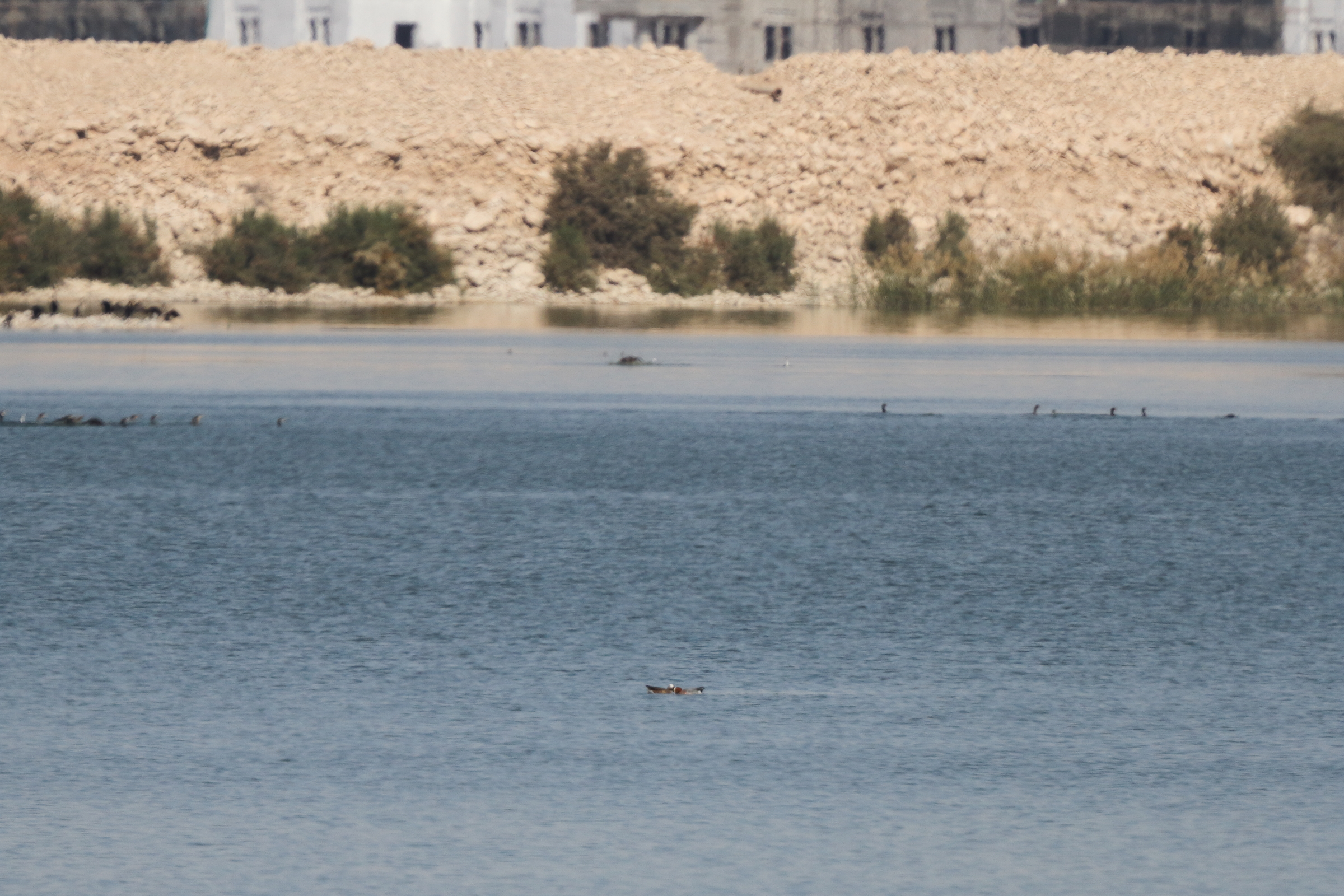 Eurasian Wigeon. Qatar, 18 January 2013 © Neil G. Morris.