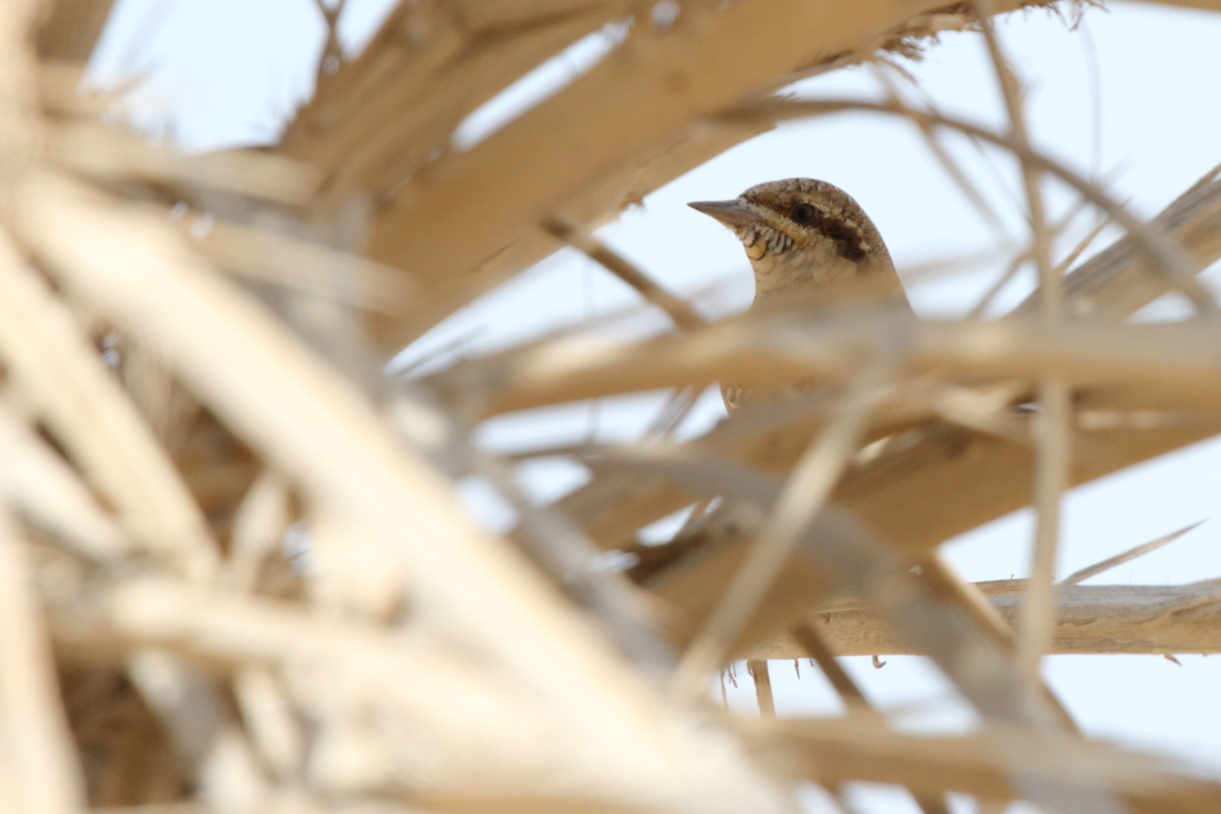 Wryneck. Qatar, 14 November 2012 © Neil G. Morris.