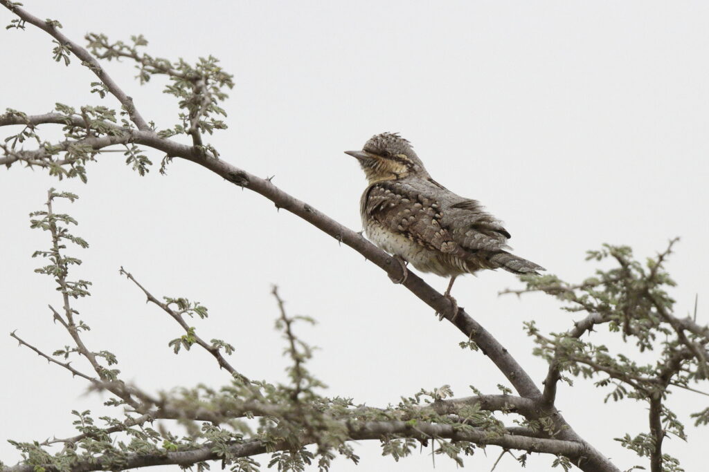 Wryneck. Qatar, 25 March 2013 © Neil G. Morris.