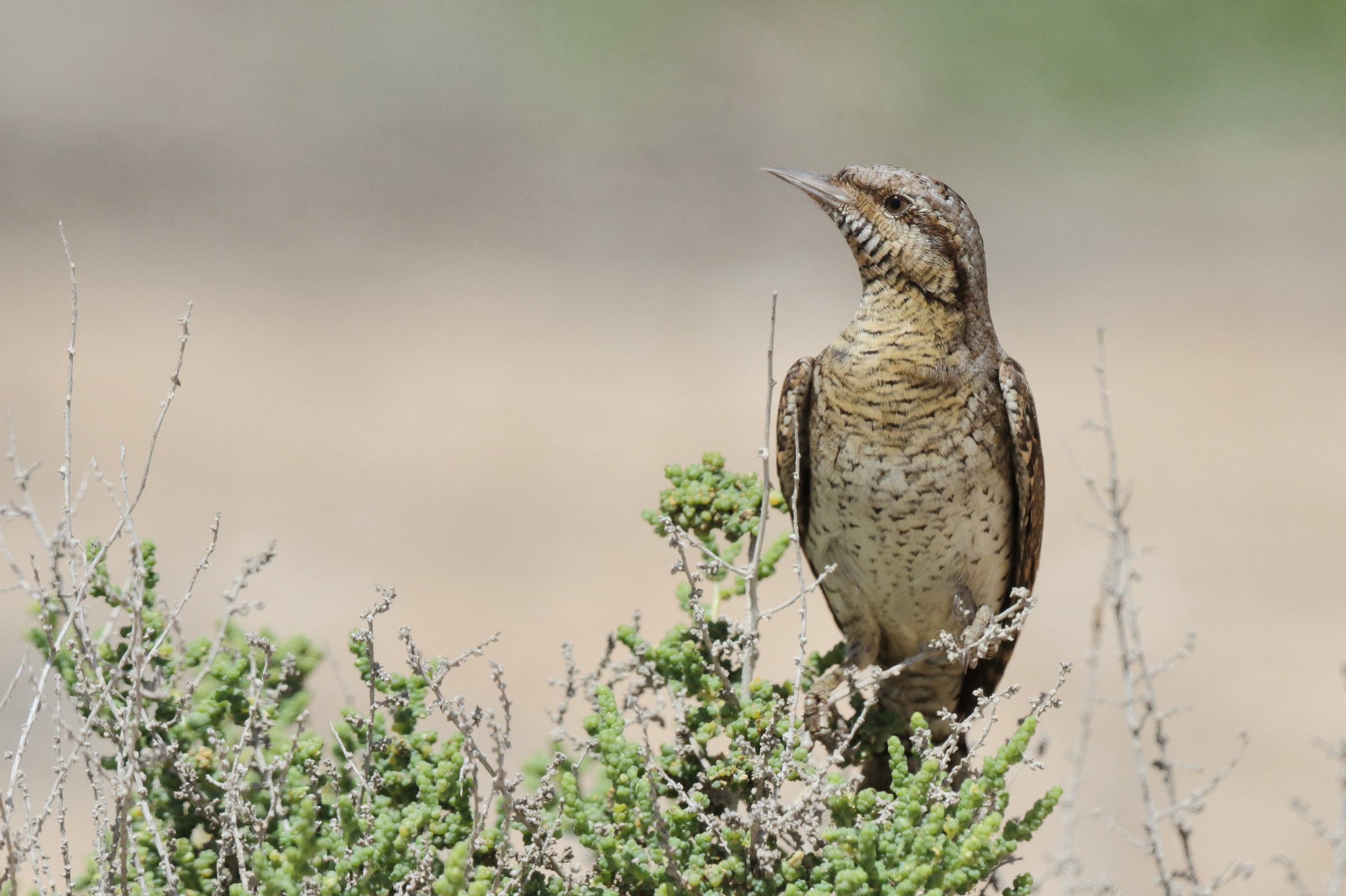 Wryneck. Qatar, 27 March 2013 © Neil G. Morris.
